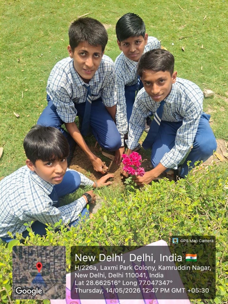 Tree Plantation